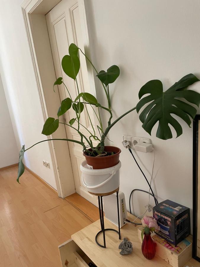 City Apartment And Rooms فيينا المظهر الخارجي الصورة